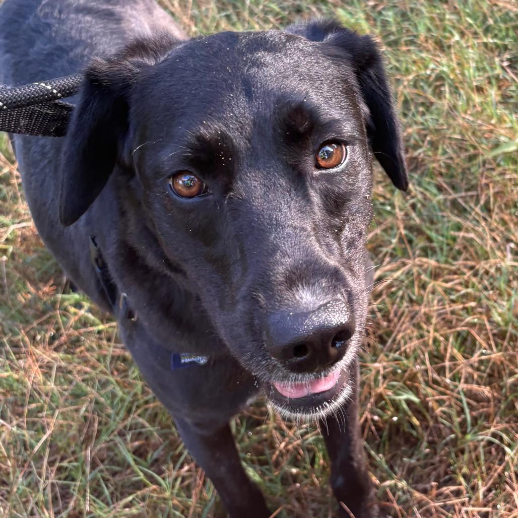 Enlarge Suzy, a Adoptable Labrador Retriever in Wake Forest, NC image 6/6