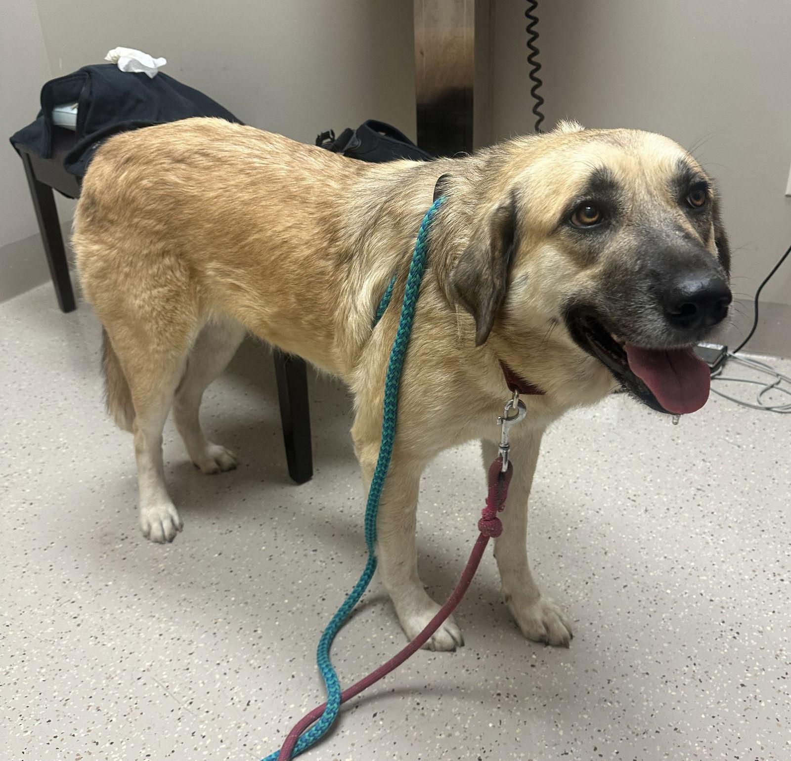 Sasha, Adoptable, Adult Female Anatolian Shepherd.