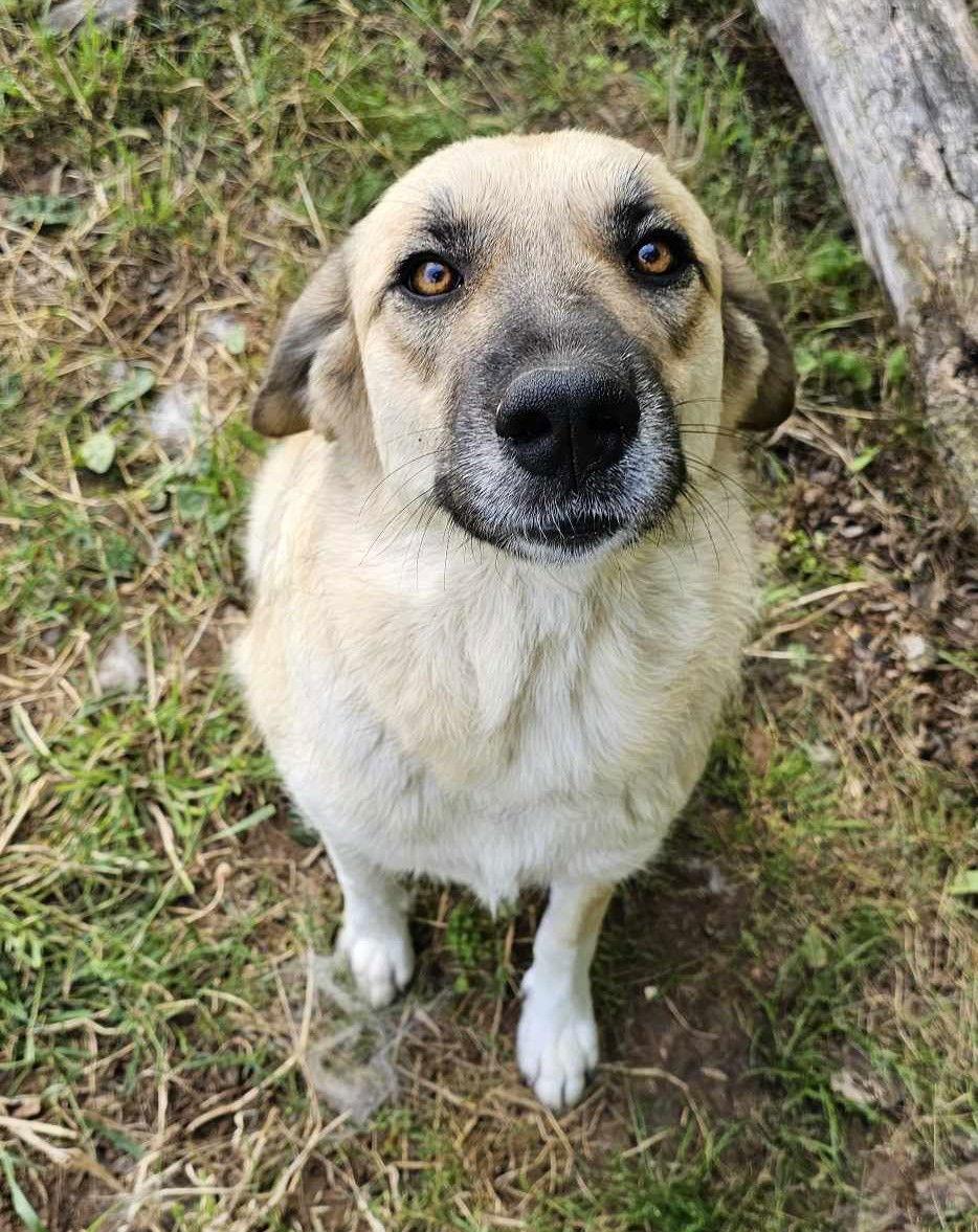 Sasha, Adoptable, Adult Female Anatolian Shepherd.