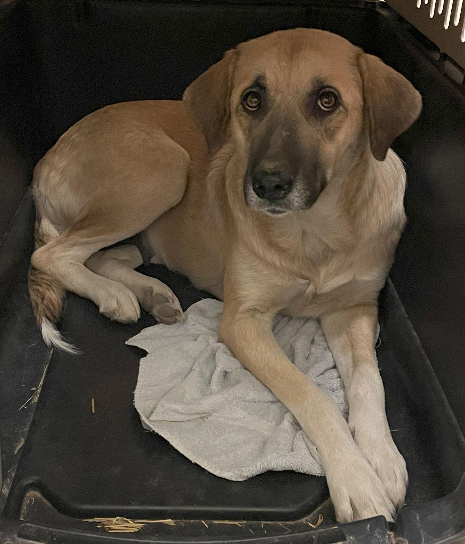 Enlarge Sasha, a Adoptable Anatolian Shepherd in Whitewright, TX image 2/3