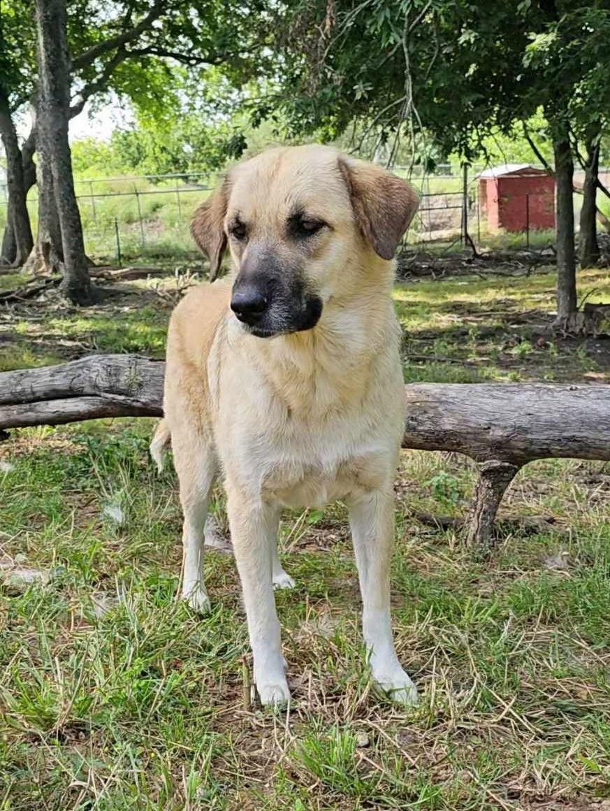 Enlarge Sasha, a Adoptable Anatolian Shepherd in Whitewright, TX image 3/3