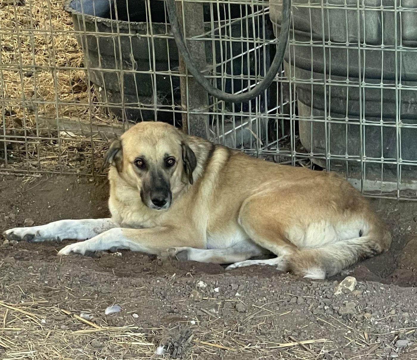Enlarge Sasha, a Adoptable Anatolian Shepherd in Whitewright, TX image 2/3