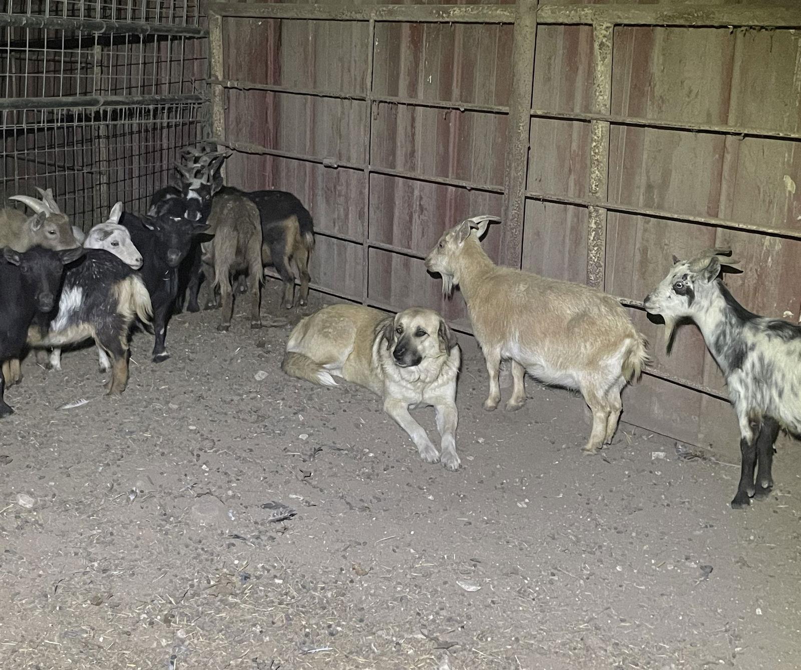 Enlarge Sasha, a Adoptable Anatolian Shepherd in Whitewright, TX image 3/3