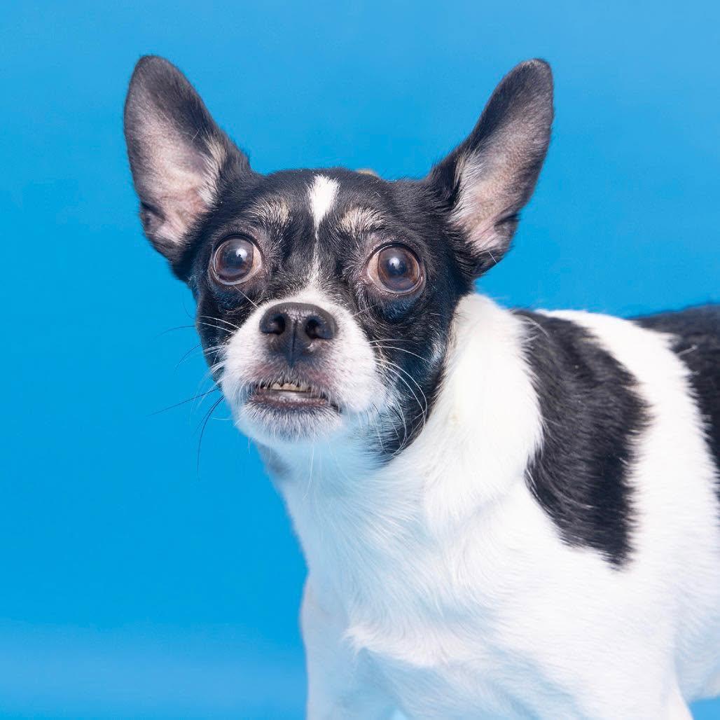 Enlarge Serpico {COMING SOON}, a Adopted mixed breed in Nashville, TN image 1/1