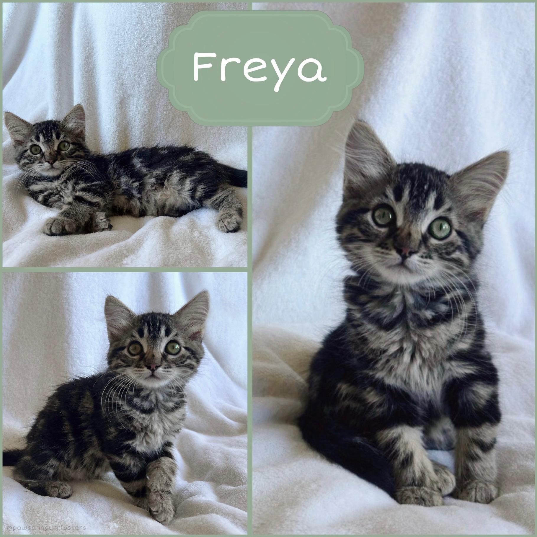 Enlarge Freya, a ADOPTABLE Tabby in Oakley, CA image 2/4