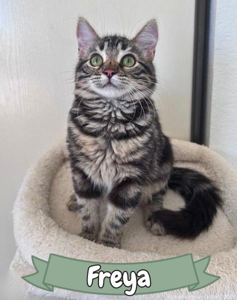 Freya, ADOPTABLE, Kitten Female Tabby.