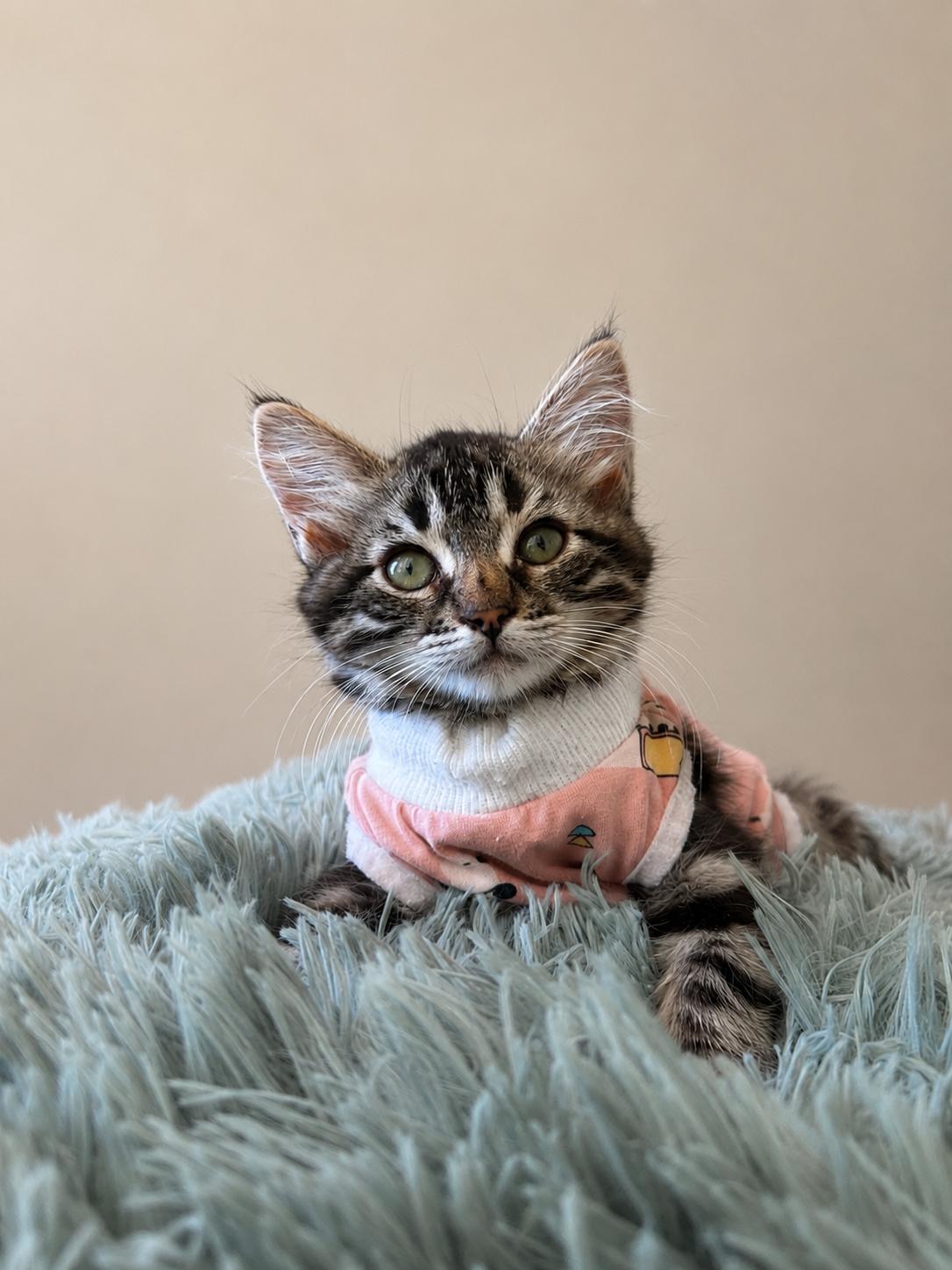 Enlarge Freya, a ADOPTABLE Tabby in Oakley, CA image 4/4