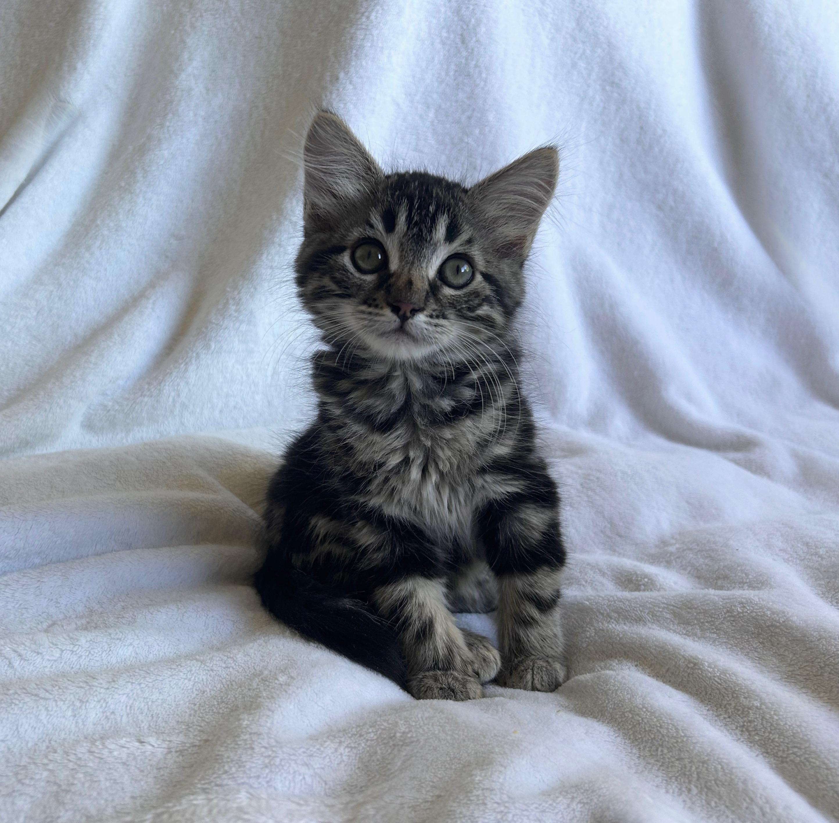 Enlarge Freya, a ADOPTABLE Tabby in Oakley, CA image 3/4