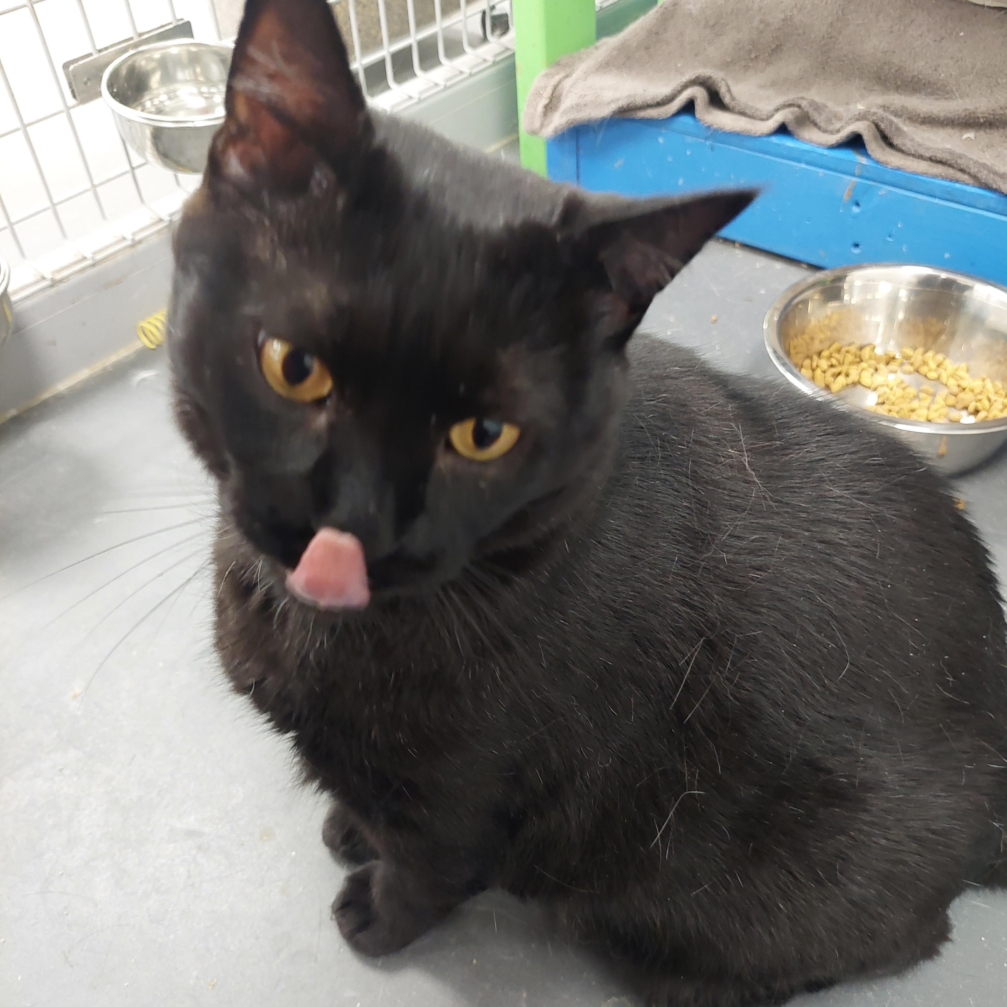 Arthur, Adoptable, Adult Male Domestic Short Hair.