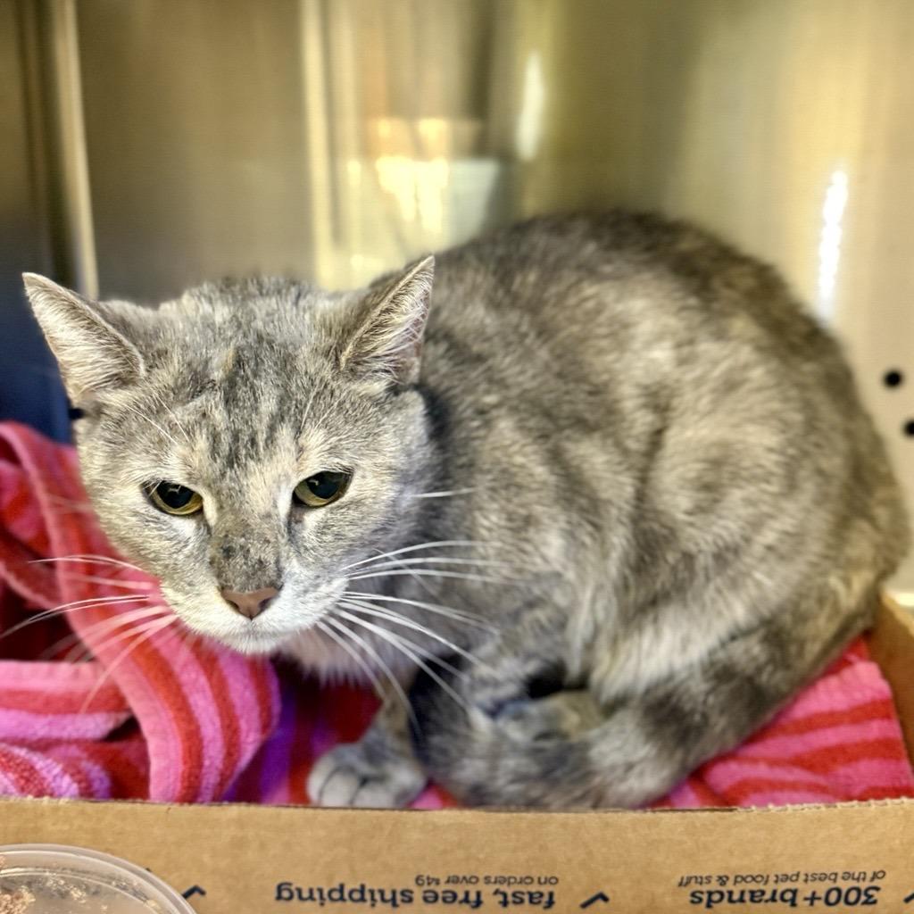 Enlarge Dusty, a Adoptable Domestic Short Hair in Baltimore, MD image 1/1