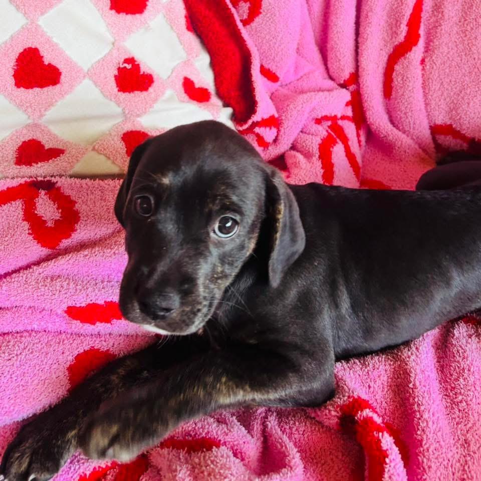 Enlarge Ace, a ADOPTABLE mixed breed in Walker, LA image 2/3