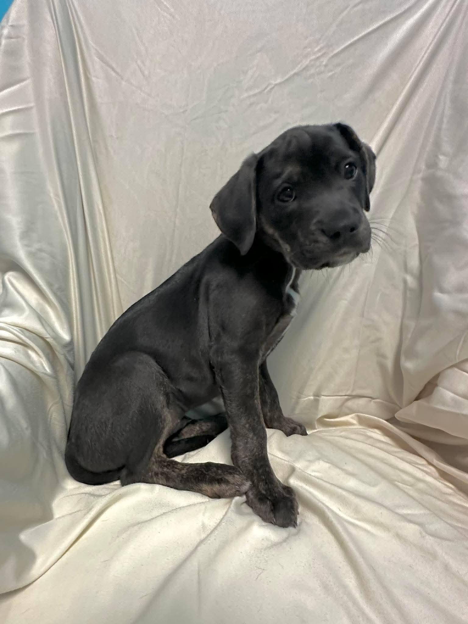 Enlarge Ace, a ADOPTABLE mixed breed in Walker, LA image 1/3