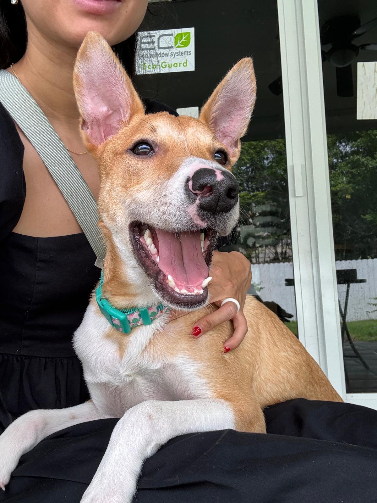 Meet Brussel This adorable 45 month-old pup is as charming as they come With his perky ears brig