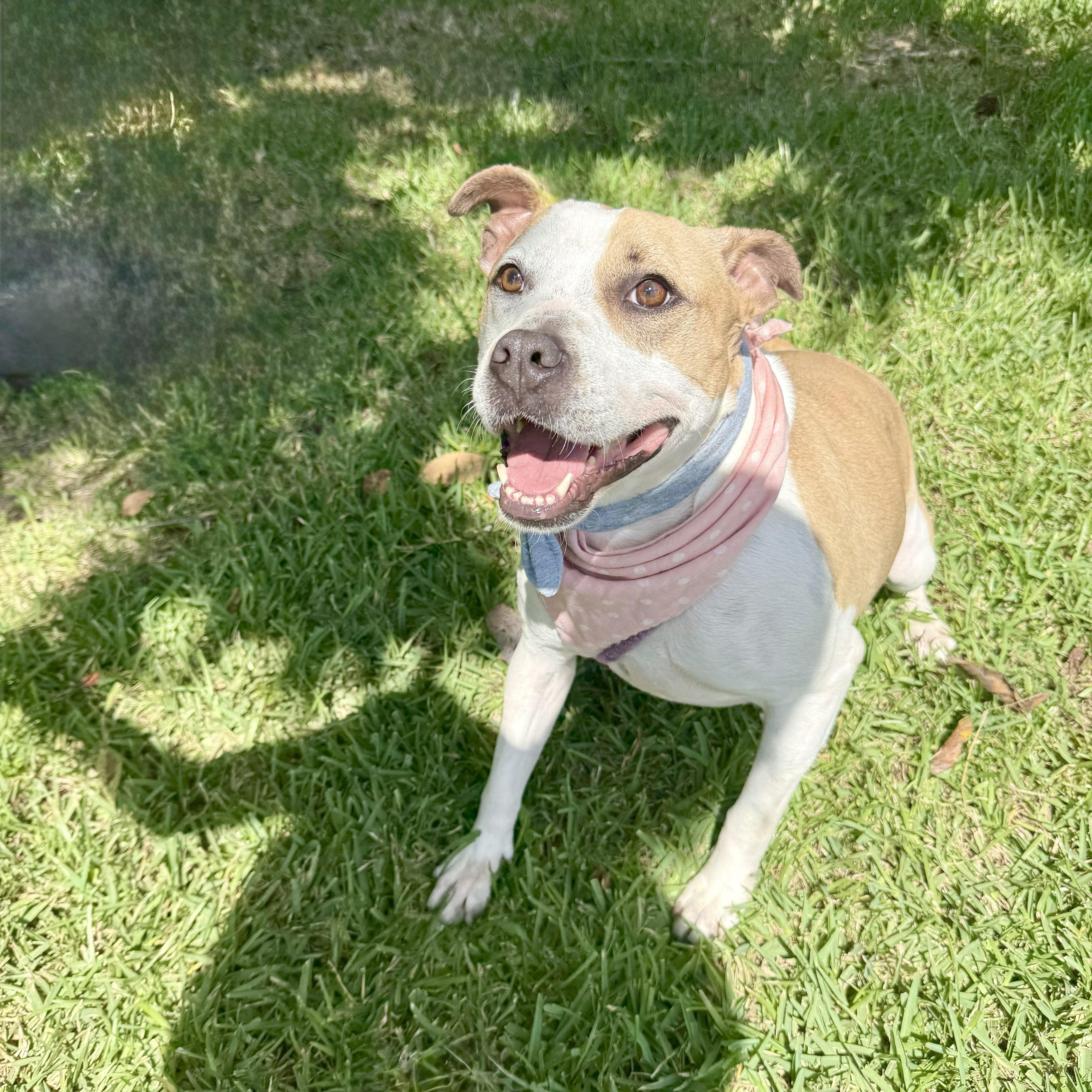 Volleyball — thumbnail 5