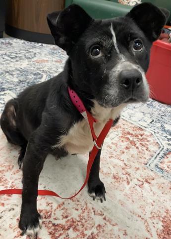 EBONY, Adoptable, Adult Female Labrador Retriever & Mixed Breed.