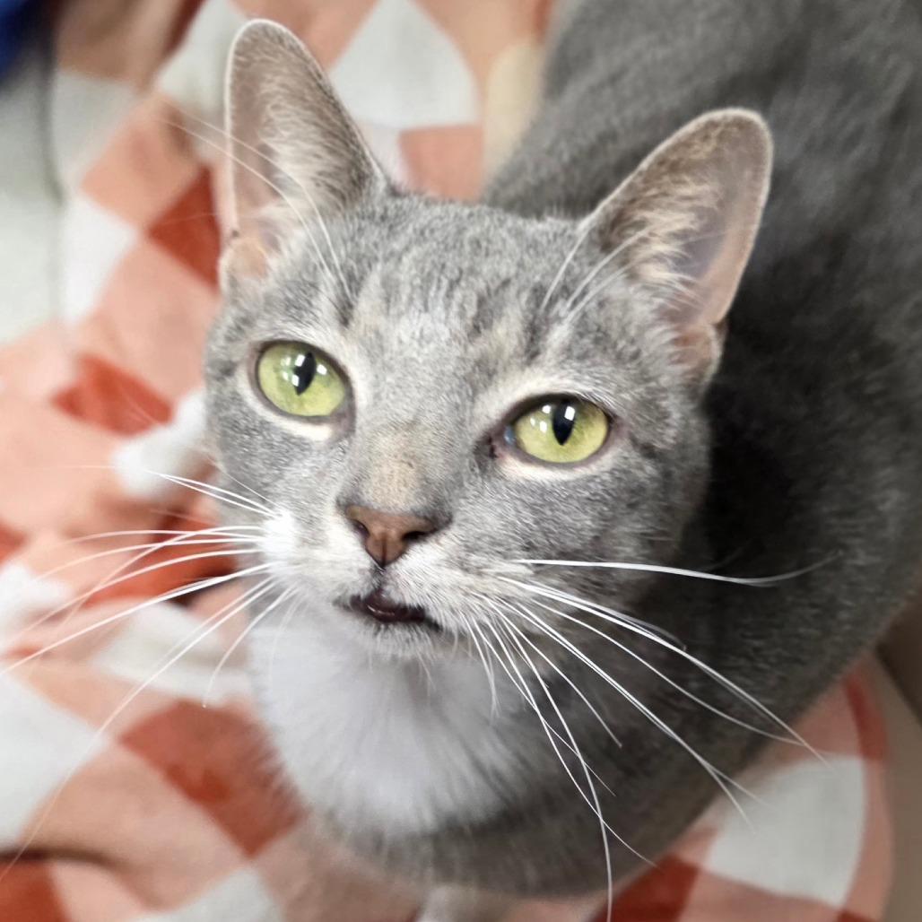 Blue 3 — thumbnail 6