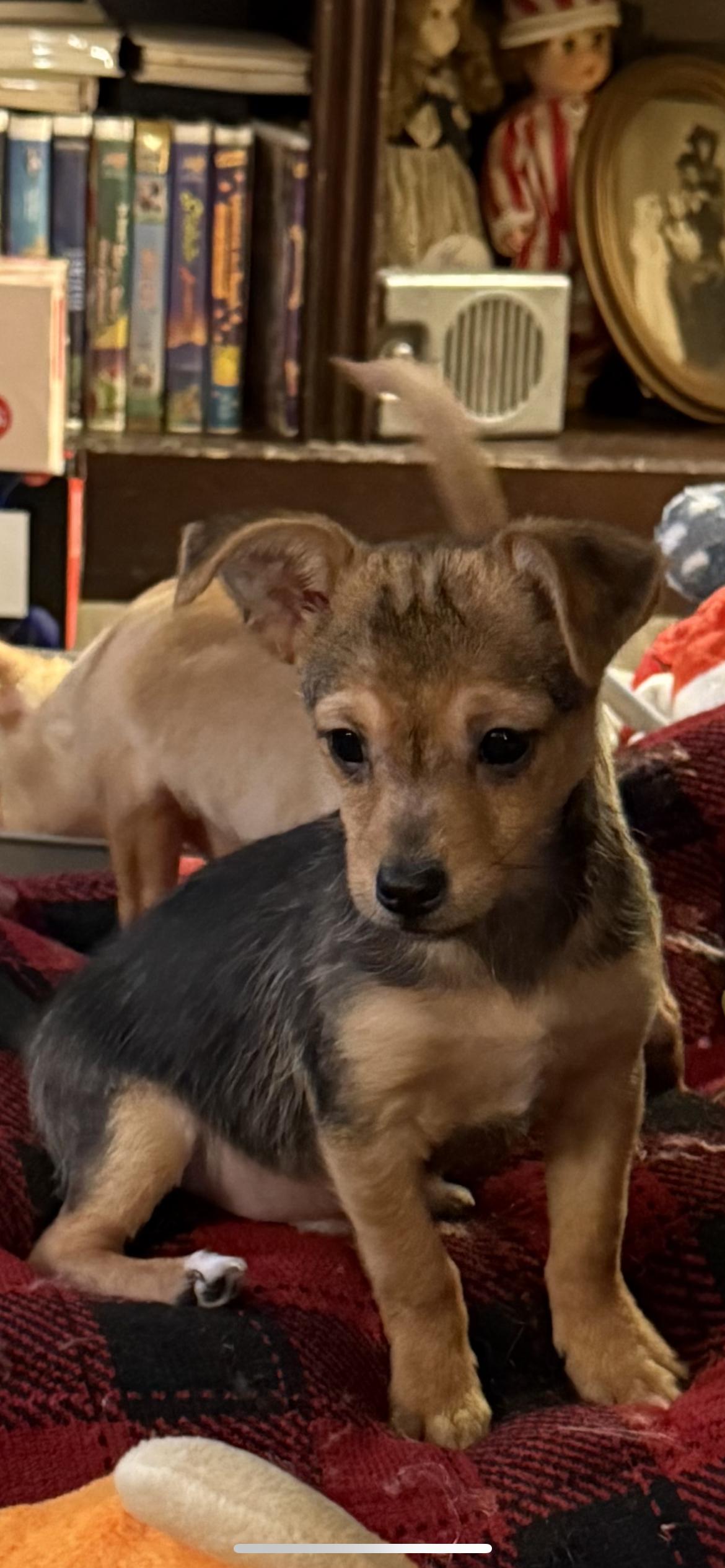 SCRUMP, ADOPTABLE, Puppy Male Chihuahua & Terrier.