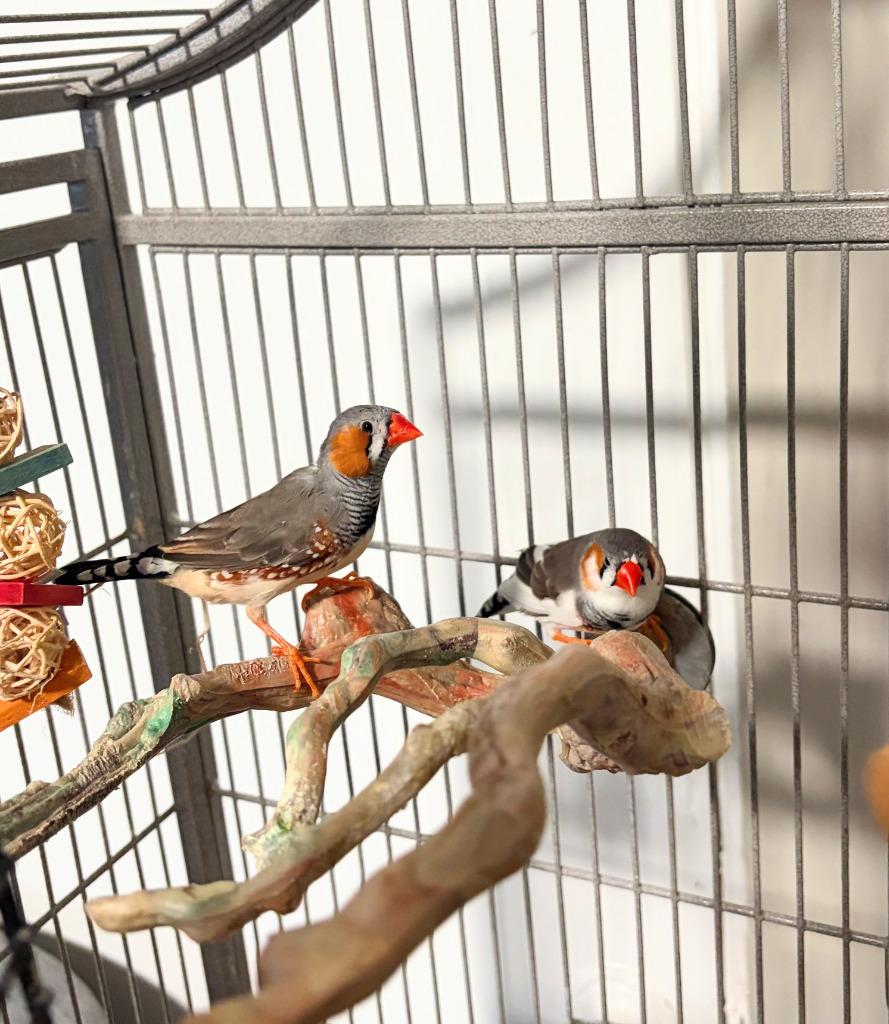 Robin, Adoptable, Young Male Finch.