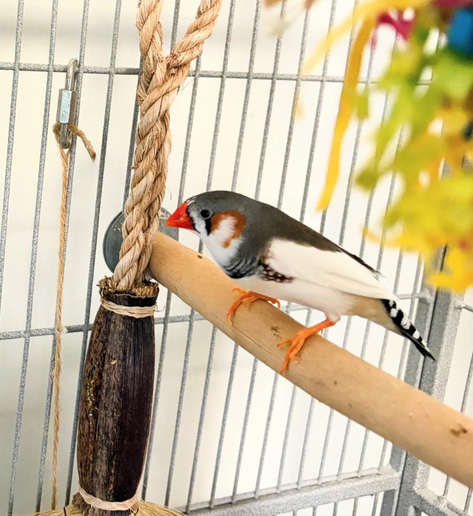 Enlarge Robin, a Adoptable Finch in Ballwin, MO image 2/6