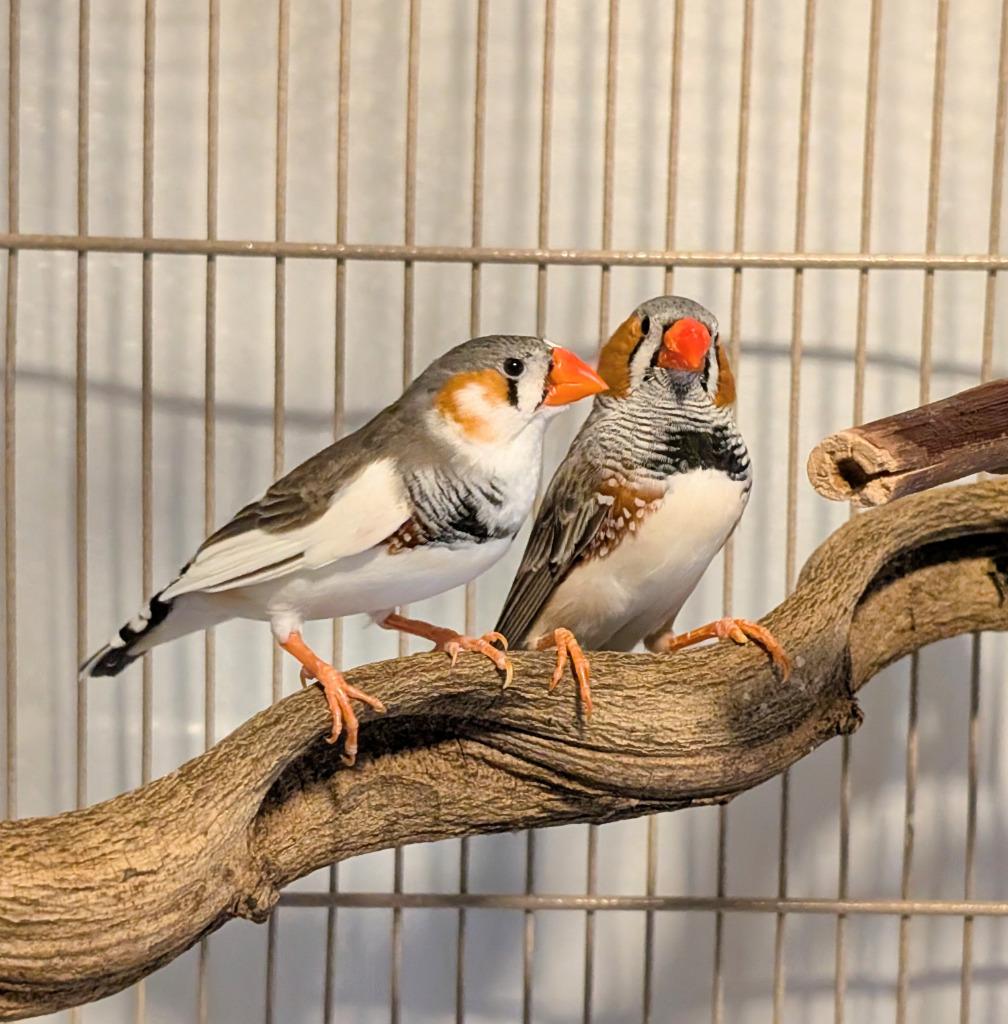 Enlarge Robin, a Adoptable Finch in Ballwin, MO image 3/6