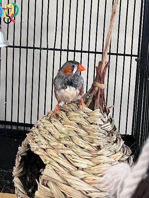 Enlarge Robin, a Adoptable Finch in Ballwin, MO image 4/6