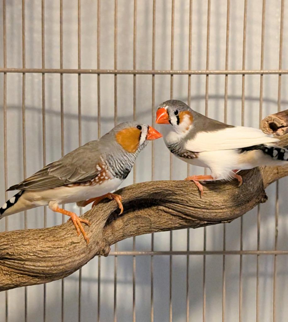 Enlarge Robin, a Adoptable Finch in Ballwin, MO image 5/6