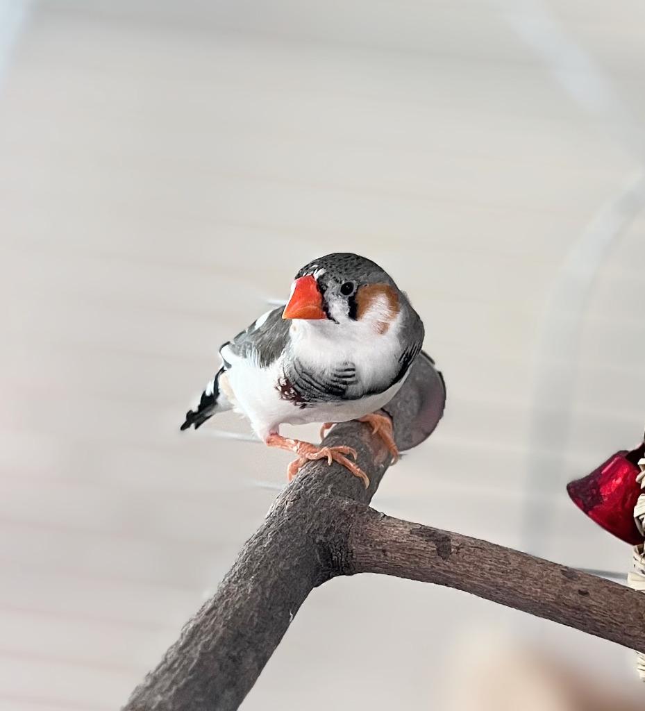 Enlarge Robin, a Adoptable Finch in Ballwin, MO image 6/6