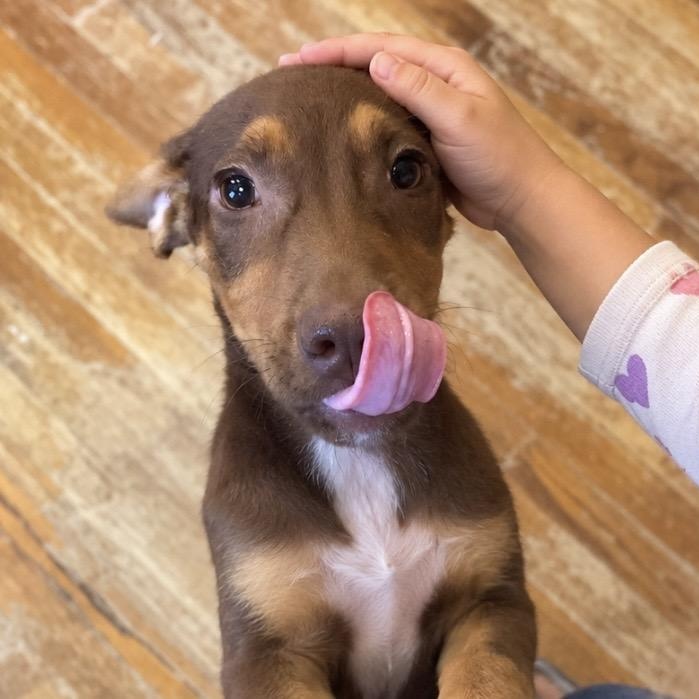 Enlarge Enzo — The Sweetest Little Gentleman Youll Ever Meet, a Adoptable mixed breed in Winchester, VA image 1/5