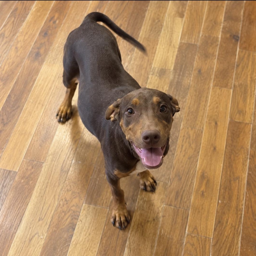 Enlarge Enzo — The Sweetest Little Gentleman Youll Ever Meet, a Adoptable mixed breed in Winchester, VA image 5/5