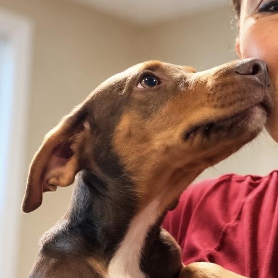 Enlarge Enzo — The Sweetest Little Gentleman Youll Ever Meet, a Adoptable mixed breed in Winchester, VA image 4/5