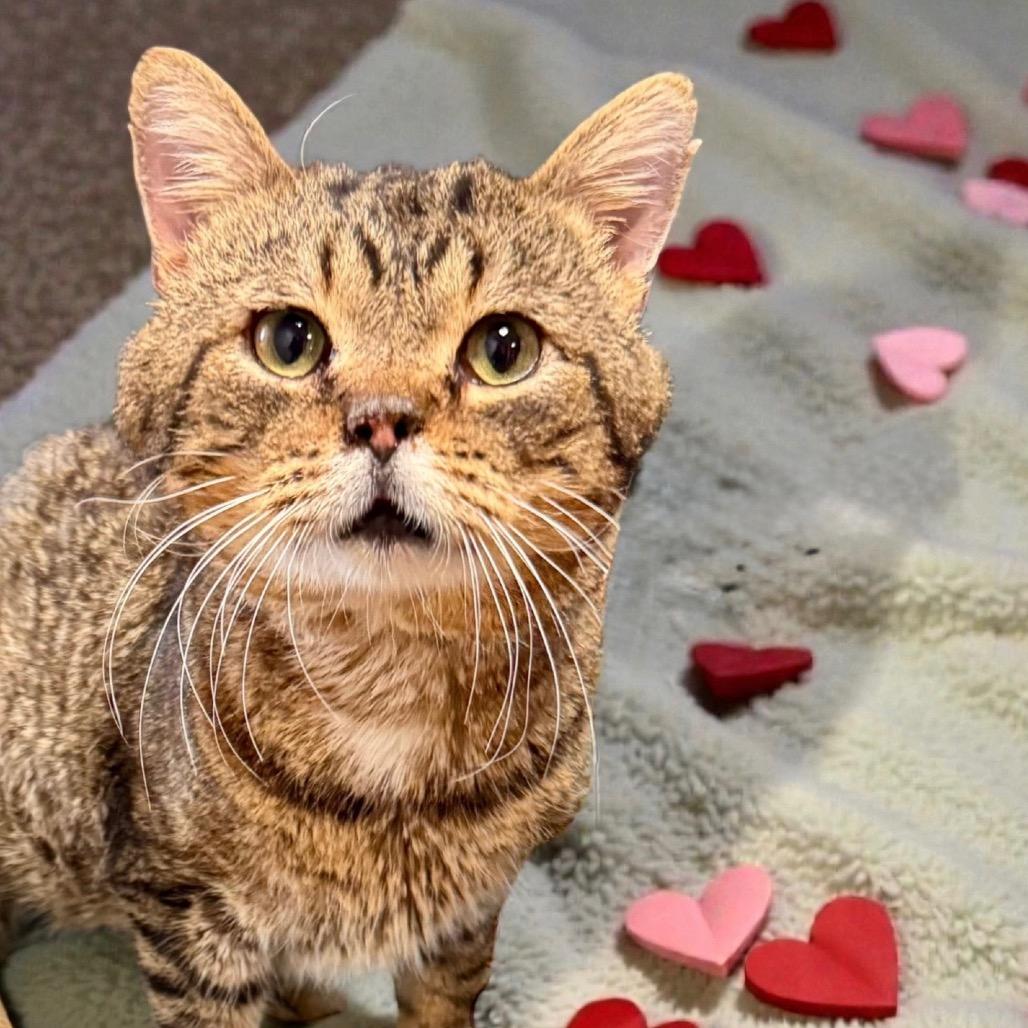 Enlarge Walter, a Adoptable Domestic Short Hair in Bentonville, AR image 1/6