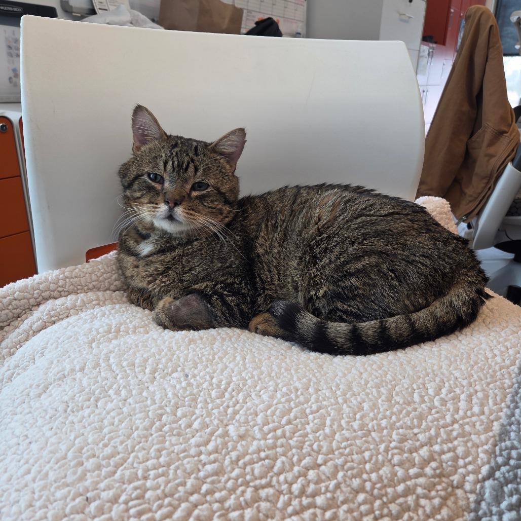 Enlarge Walter, a Adoptable Domestic Short Hair in Bentonville, AR image 2/6