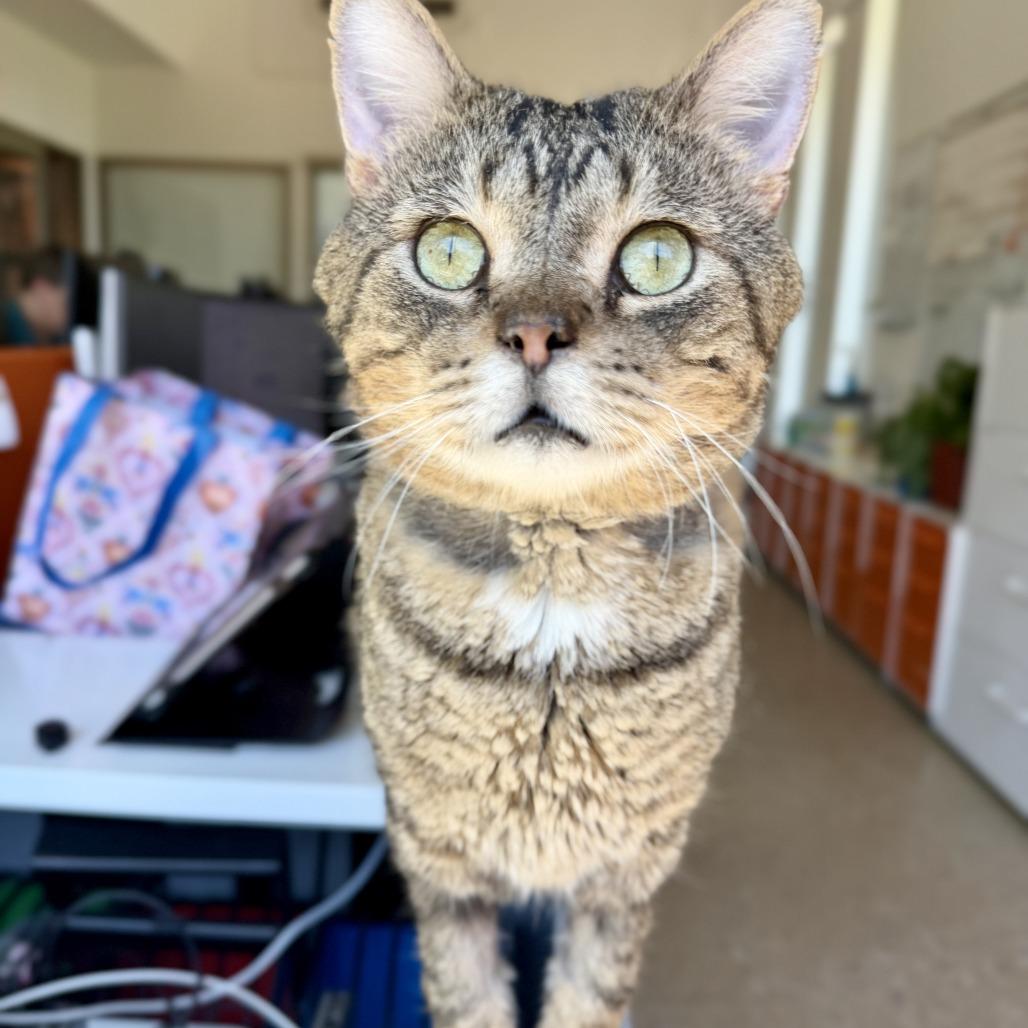 Enlarge Walter, a Adoptable Domestic Short Hair in Bentonville, AR image 2/6