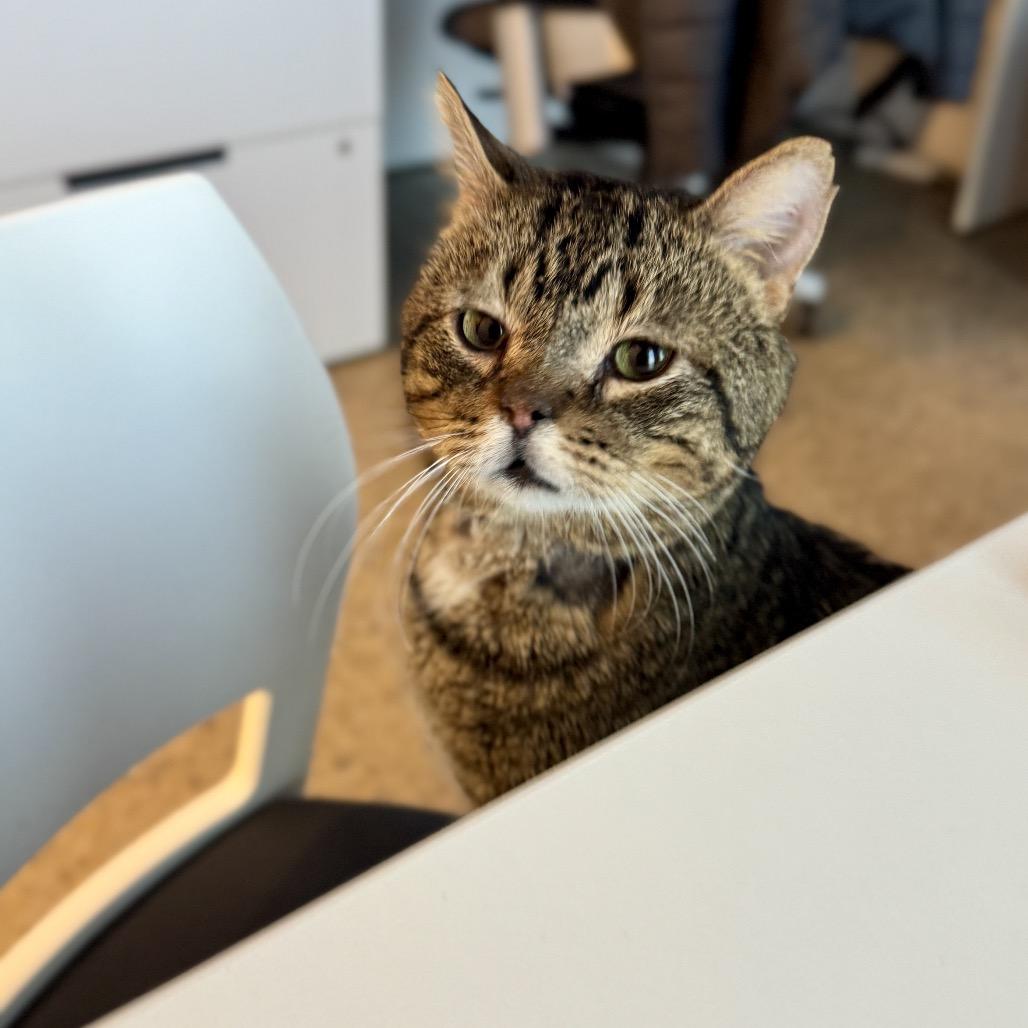 Enlarge Walter, a Adoptable Domestic Short Hair in Bentonville, AR image 3/6