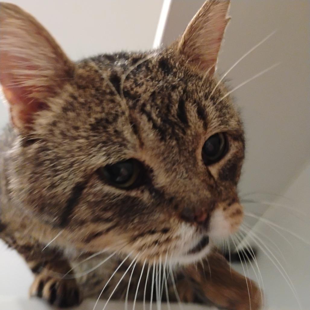 Enlarge Walter, a Adoptable Domestic Short Hair in Bentonville, AR image 4/6