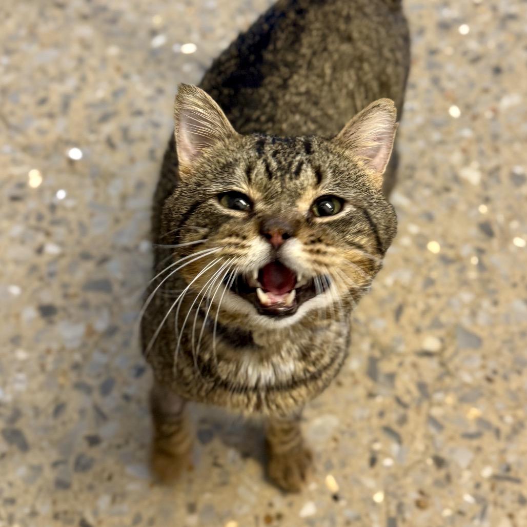 Enlarge Walter, a Adoptable Domestic Short Hair in Bentonville, AR image 5/6