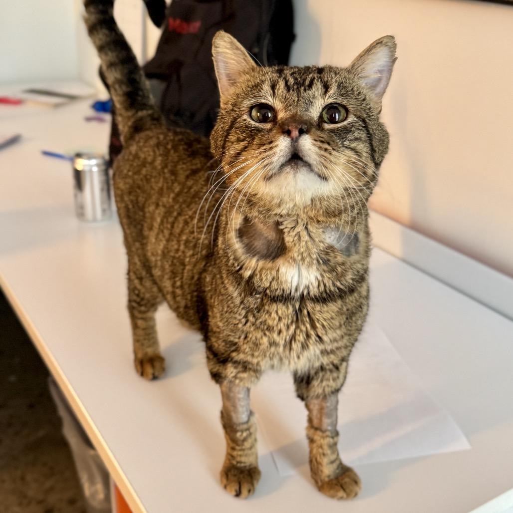 Enlarge Walter, a Adoptable Domestic Short Hair in Bentonville, AR image 6/6