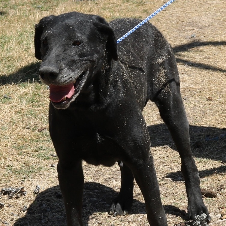Enlarge Plainer, a Adoptable Great Dane in Bandera, TX image 1/3