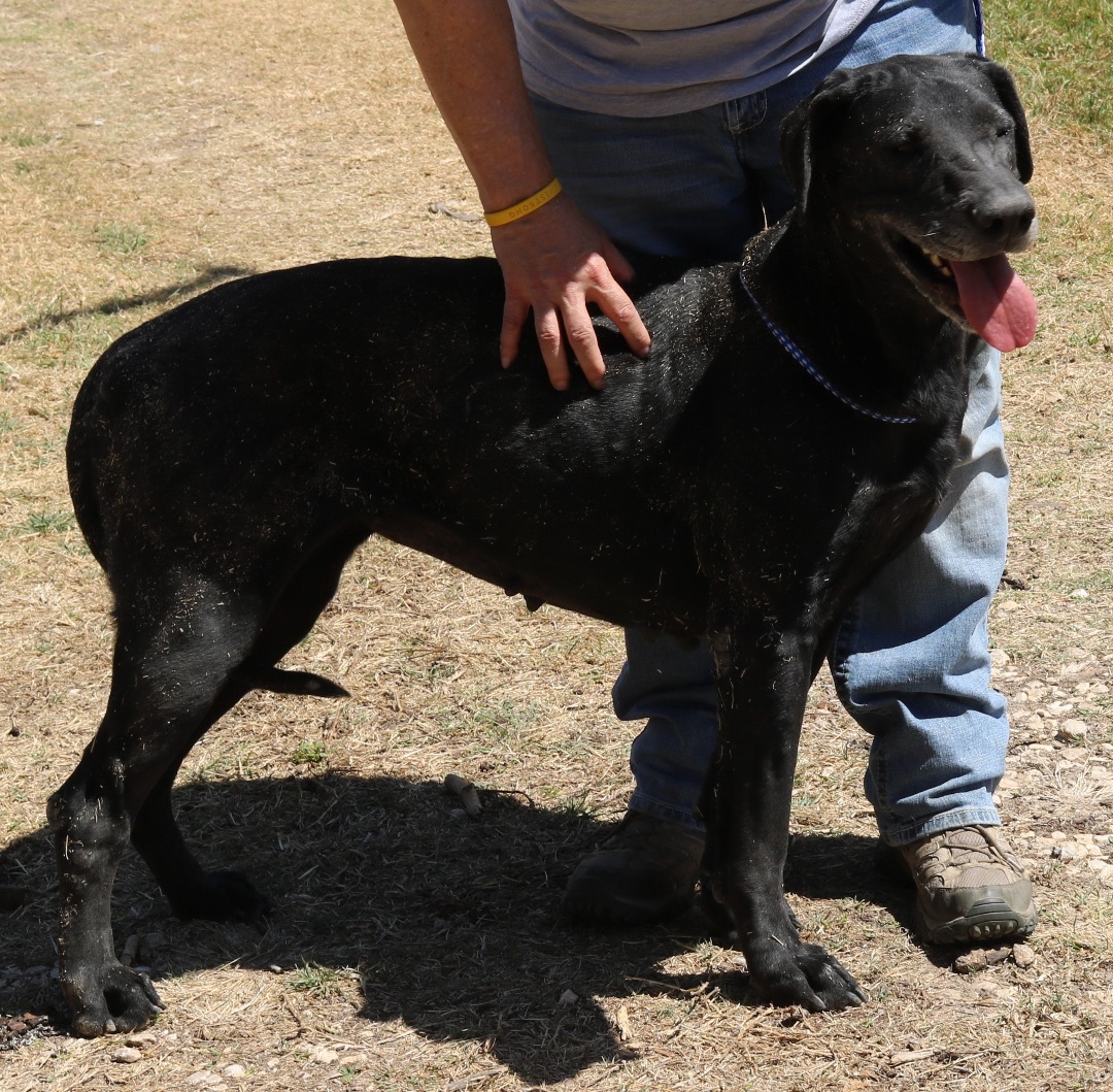 Enlarge Plainer, a Adoptable Great Dane in Bandera, TX image 2/3