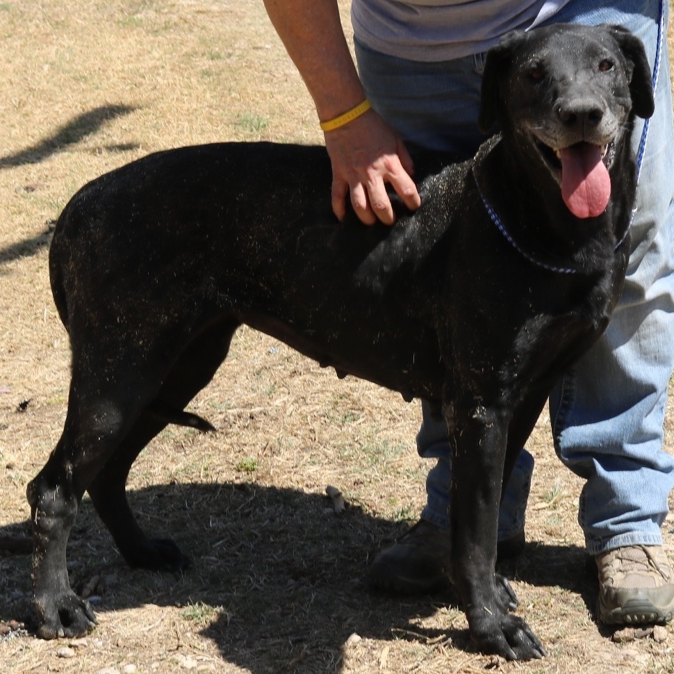 Plainer, Adult Female Great Dane
