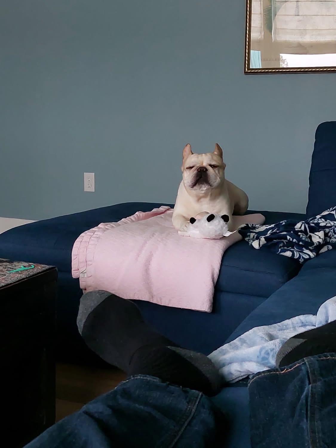 Enlarge Bingo, an adopted French Bulldog in Palm Coast, FL image 4/6
