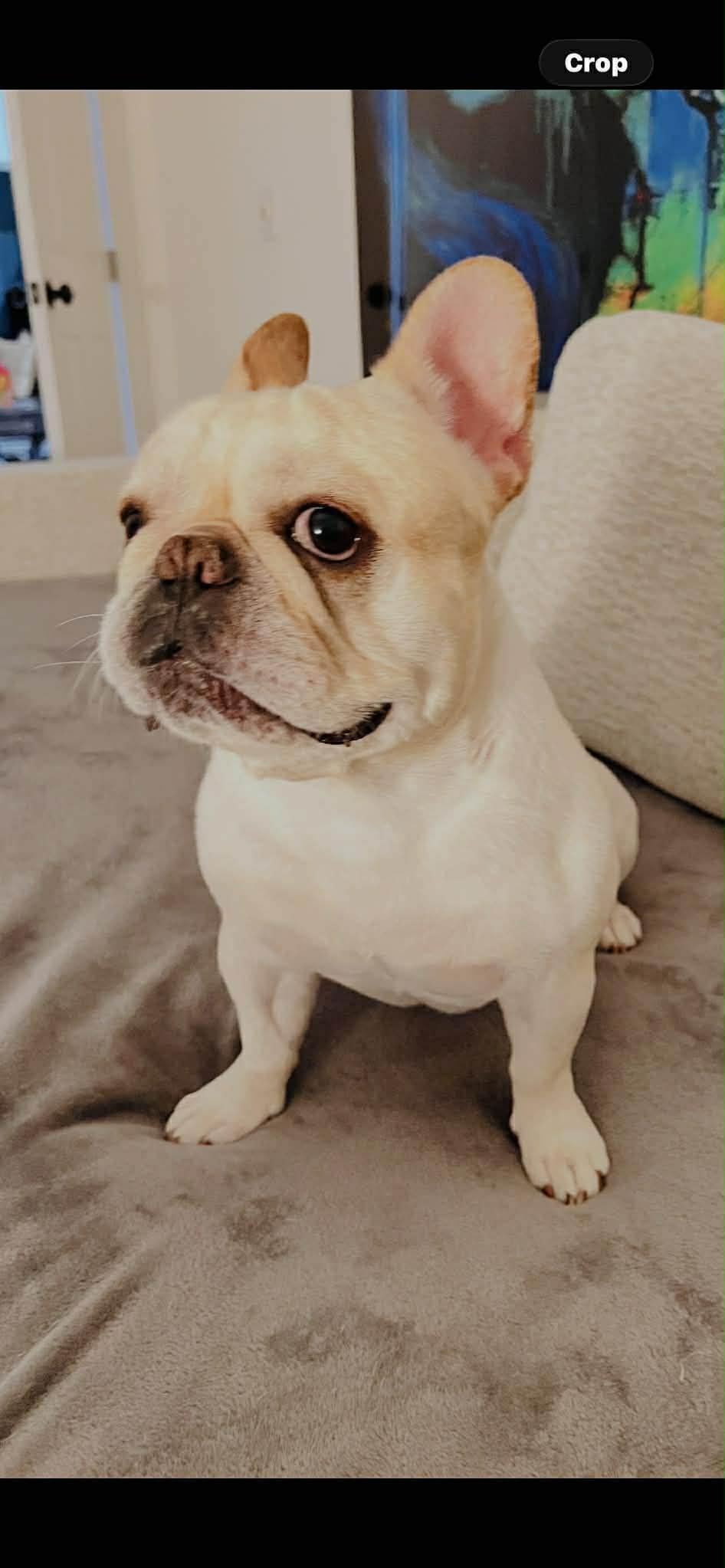 Enlarge Bingo, an adopted French Bulldog in Palm Coast, FL image 5/6