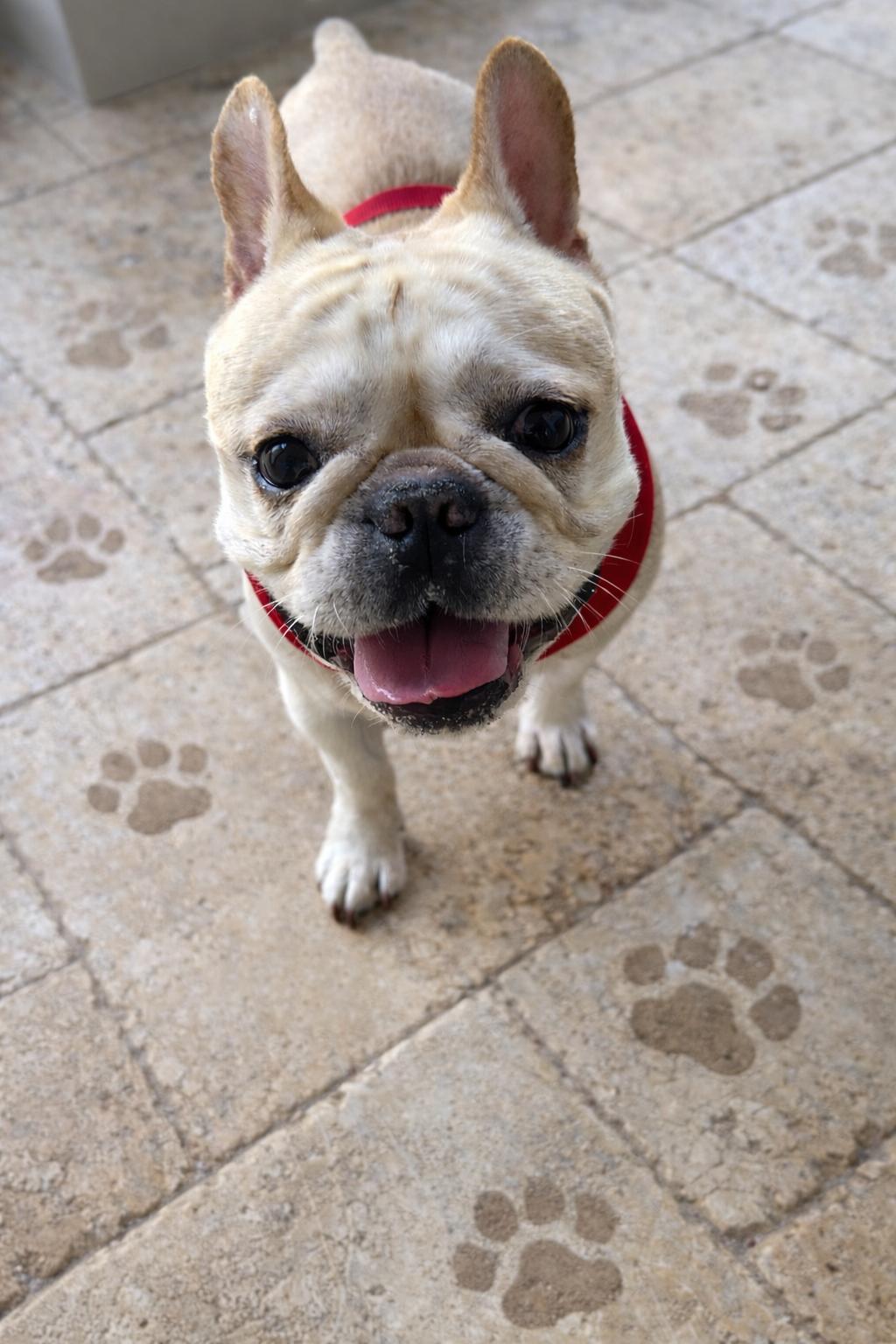 Enlarge Bingo, an adopted French Bulldog in Palm Coast, FL image 2/6
