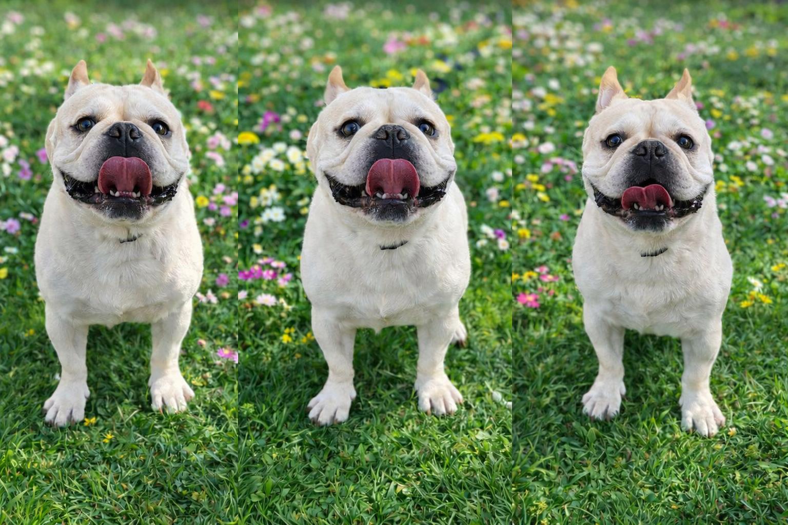 Enlarge Bingo, an adopted French Bulldog in Palm Coast, FL image 6/6