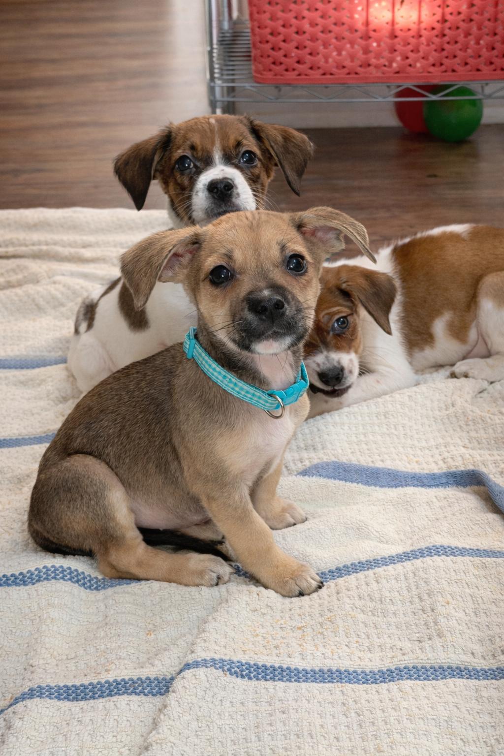 Helen, ADOPTABLE, Puppy Female Chiweenie & Terrier.