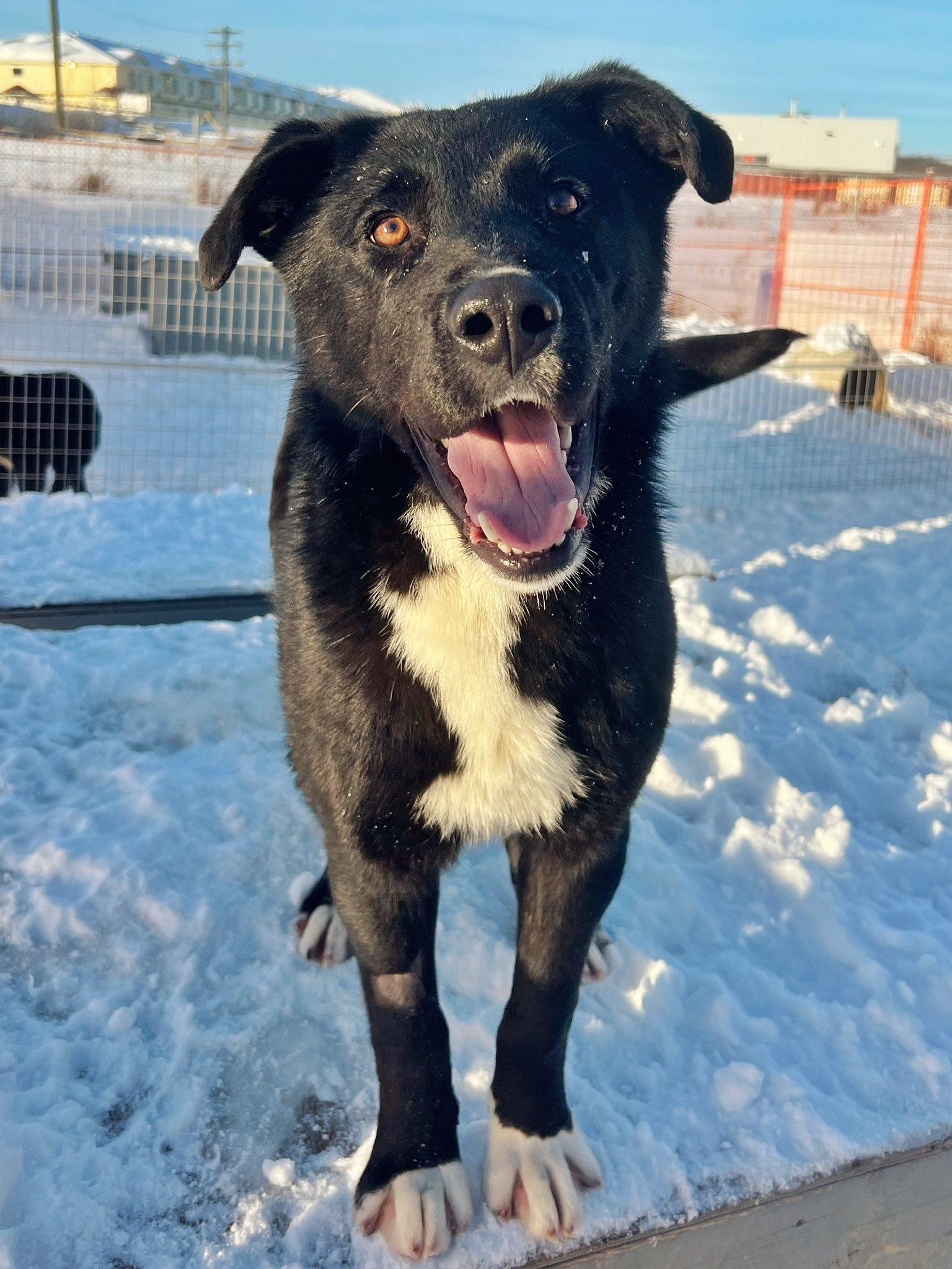 Grizz, Adoptable, Young Male Collie & Great Pyrenees.