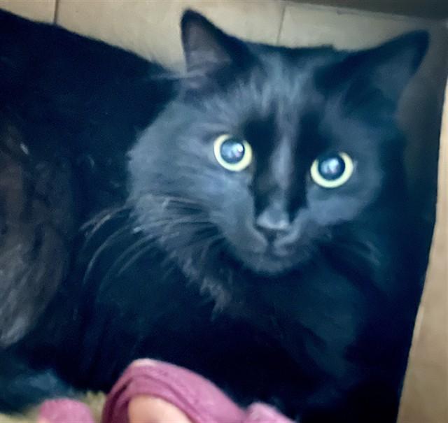 MATCHA, Adoptable, Young Female Domestic Long Hair.