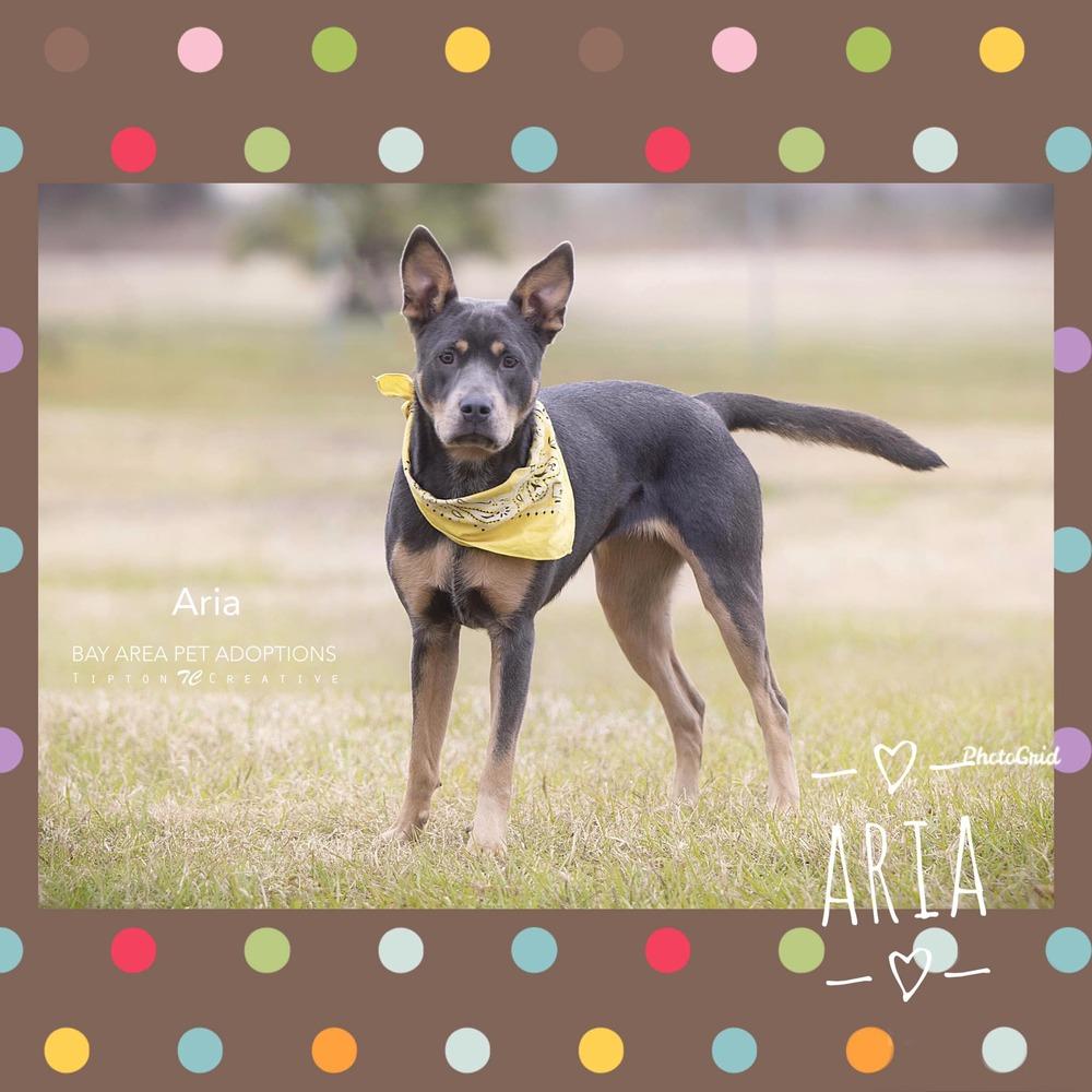 Enlarge Aria, a Adoptable mixed breed in San Leon, TX image 1/6