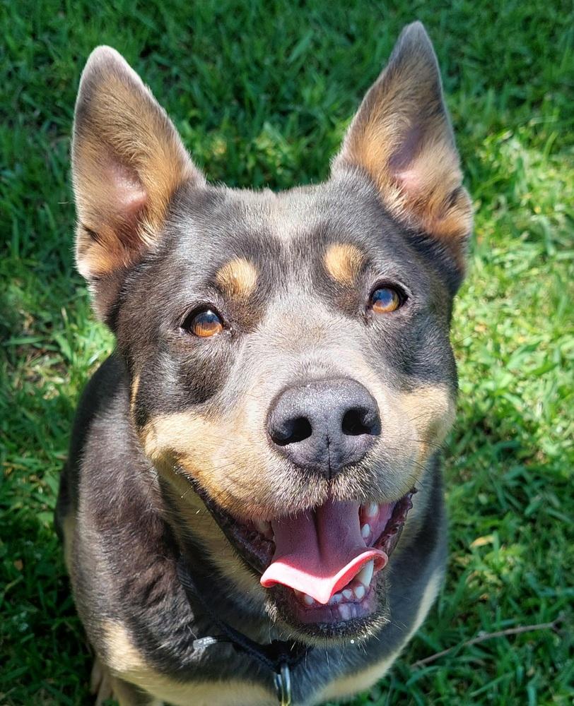 Aria, Adoptable, Adult Female Mixed Breed.