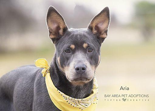 Enlarge Aria, a Adoptable mixed breed in San Leon, TX image 3/6